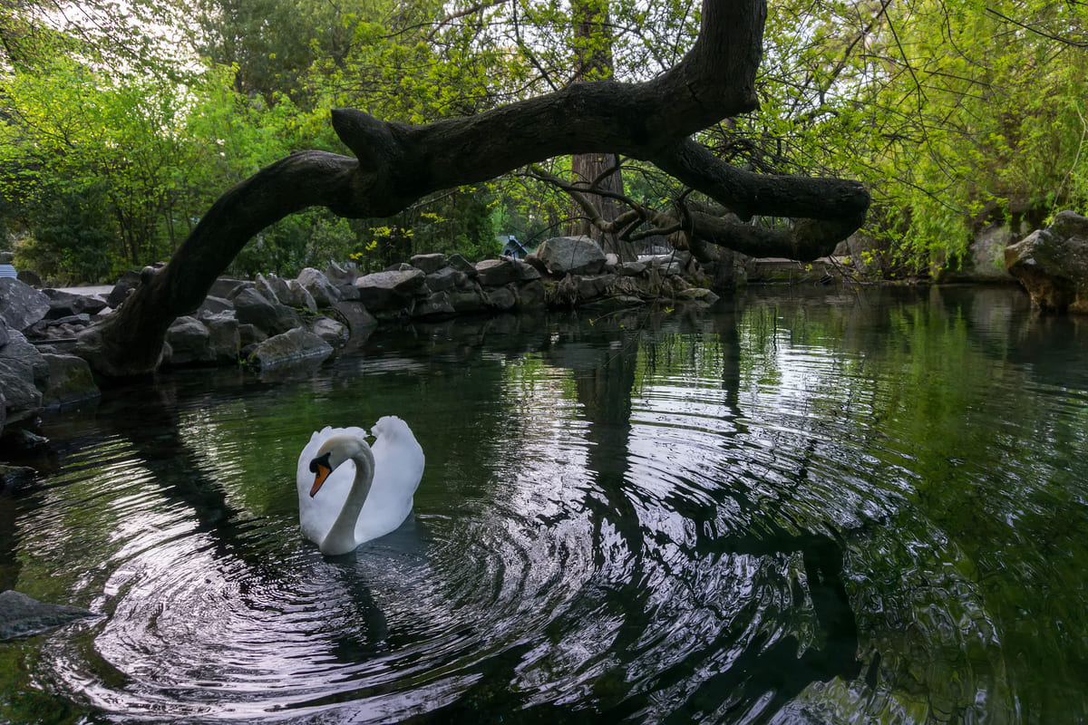 Воронцовский парк в Алупке